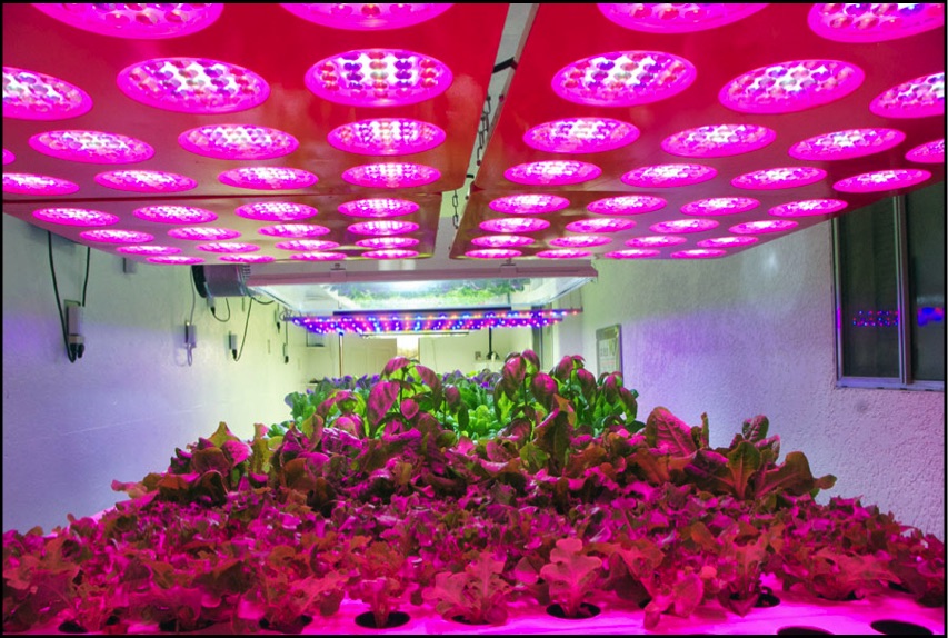 Aquaponics Indoors Horz Lettuce Red LEDs